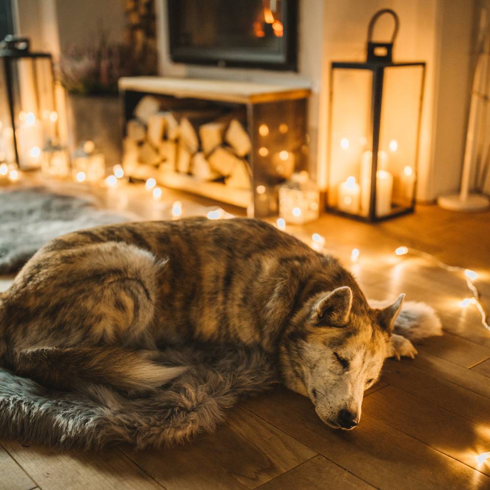 dog friendly beach cottage